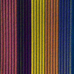 Bulb fields in the Netherlands