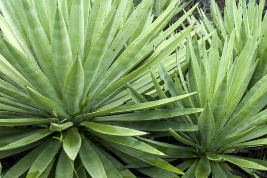 Sisal, Agave sisalana, Madagascar