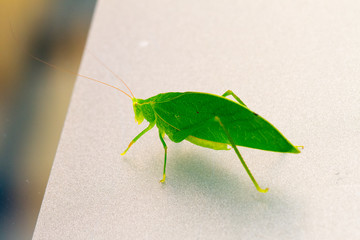 Close-up of green katydids on the wall