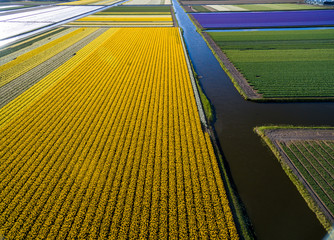 Bulb fields in the Netherlands