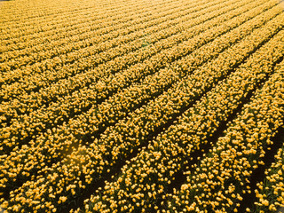Yellow bulb fields in the Netherlands