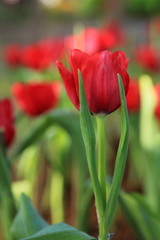 Naklejka premium Tulips flower very beautiful view of pink tulips in the garden within landscape at the spring or summer. 