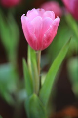 Tulips flower very beautiful view of pink tulips in the garden within landscape at the spring or summer. 