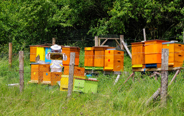 Beekeeper and beehives