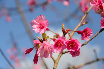 Beautiful pink cherry blossom