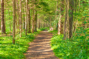 green forest in the summer