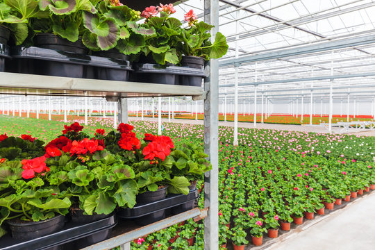 Crates with Dutch geranium plants ready for export