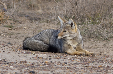Zorro gris (Pseudalopex griseus) de la Patagonia.