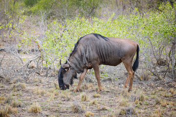 Wildebeest grazing in Kruger National Park