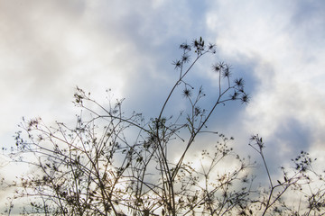 A dry weed plant, shot from below.
