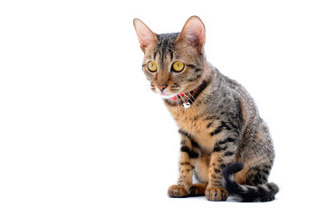 Savannah cat