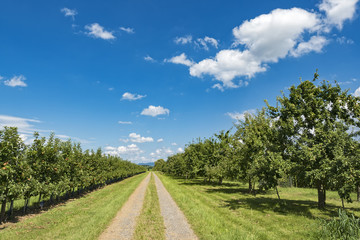 Fototapeta na wymiar Straight path through apple orchard