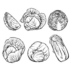 Vector cabbage isolated on a white background. Hand drawn sketch
