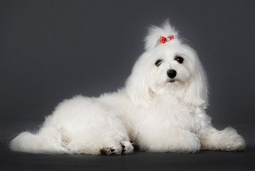 bichon maltese dog