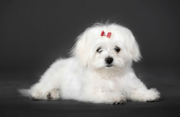 Bichon maltese portrait in studio