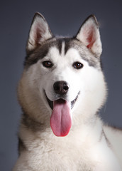 Siberian Husky female