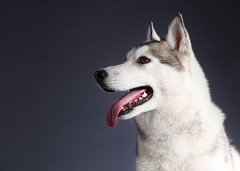 Siberian husky sides