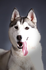 Siberian Husky female