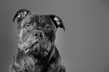 Staffordshire bull terrier portrait