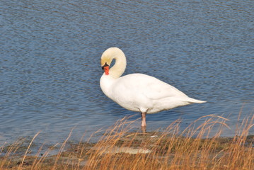 Swan Preening by Pond