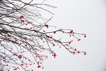 mountain ash clusters on naked branches against the background of the gray sky