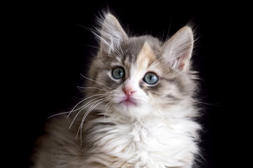 Obraz premium Yavru Kedi