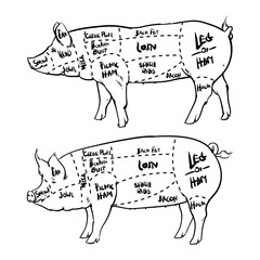 Pork cuts diagram outline and butchery set. Hand drawn pig isola