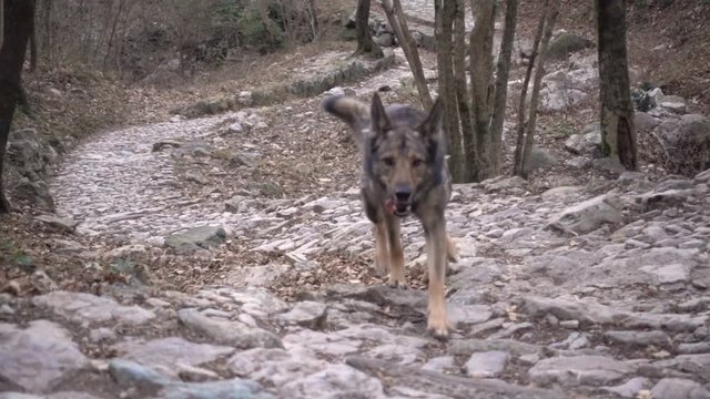 Dog running in slow motion on a forest path