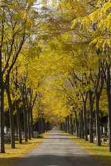 Baumalee im Zentralfriedhof hoch