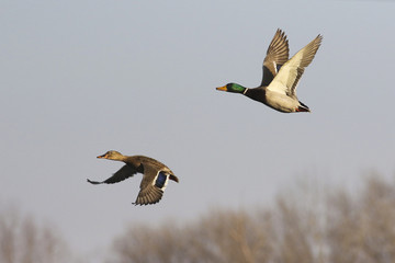 Two mallard duck, Anas platyrhynchos in flight