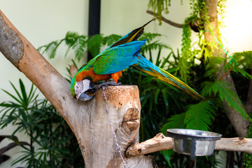 A pair of red-and-blue macaws © nipastock