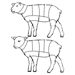 Cut of lamb set. Hand drawn outline lamb isolated on white backg