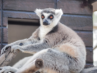 Close Up of Ring-Tailed Lemur (Lemur catta) 