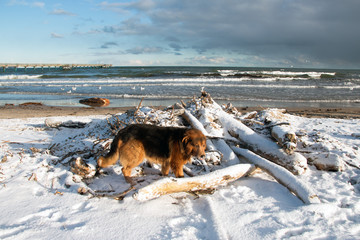 Hund in Binz- Insel Rügen am Strand mit Treibholz nach einer Sturmflut - obrazy, fototapety, plakaty