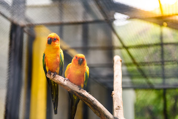 Beautiful colorful parrot, Sun Conure (Aratinga solstitialis), g