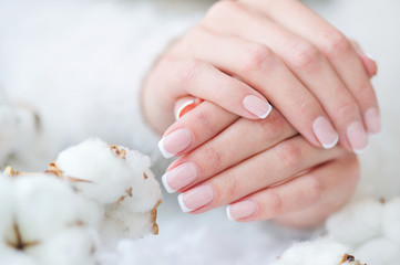 Woman hands with beautiful French manicure holding delicate white cotton flower