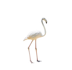 Bird flamingo walking on a white background