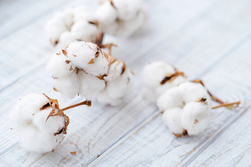 Delicate white cotton flowers on a wooden board