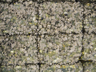 Balanus glandula on stones