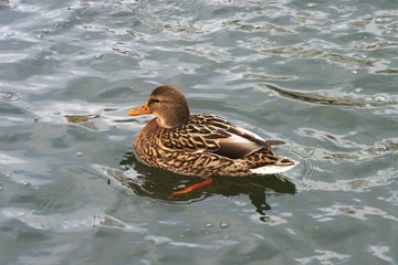 Ducs in cold water 5
