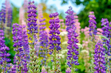 Willow-herb flowers on the meadow (Chamerion Angustifolium, Rosebay