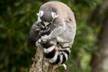 Lémurien, Lémur catta, Lemur catta, Madagascar
