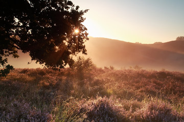 sunbeams through oak tree branches