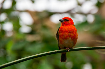 Cardinal mâle rouge