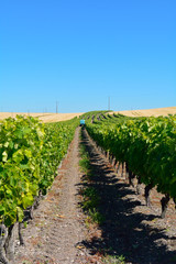 Fototapeta na wymiar Farmer spraying vines in Charentes Region, France