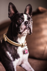 Boston Terrier by Window