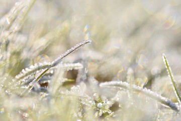 Frost on blade of grass. Beautiful winter seasonal natural background.