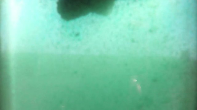 Spirulina green powder color in water