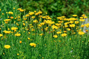 Сamomile flowers on a meadow