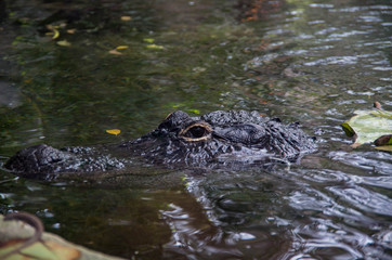 Naklejka premium Crocodile